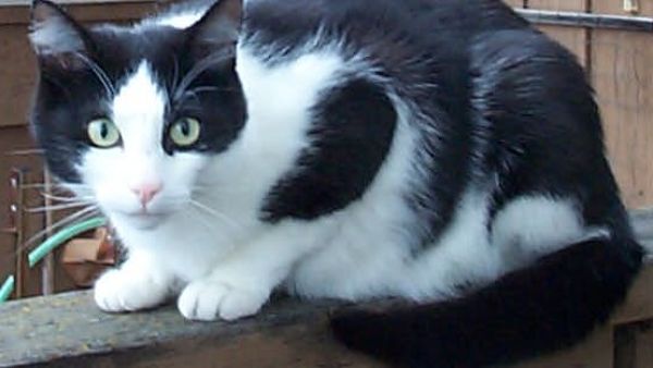 According to Article 432 of the emirate's federal law code, a fine of up to AED 1000 ($272) is to be imposed on individuals who neglect and torture a pet in their custody. (File/photo)