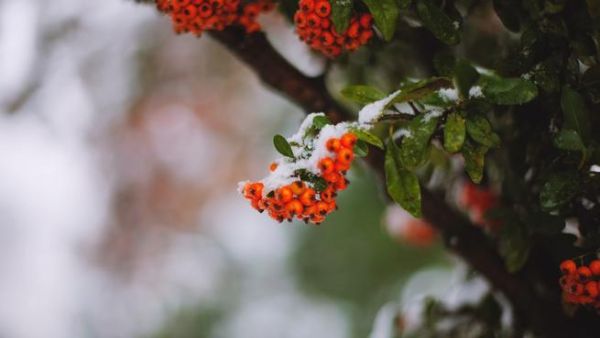 A berry bush in Amman feels the cold. (image courtesy of ayadajani.blogspot.com)