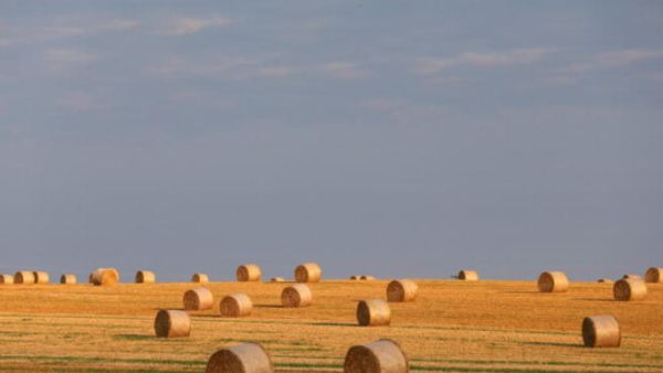  A wheat field with straw bales is pictured on September 2, 2012 in Bad Neustadt, Germany