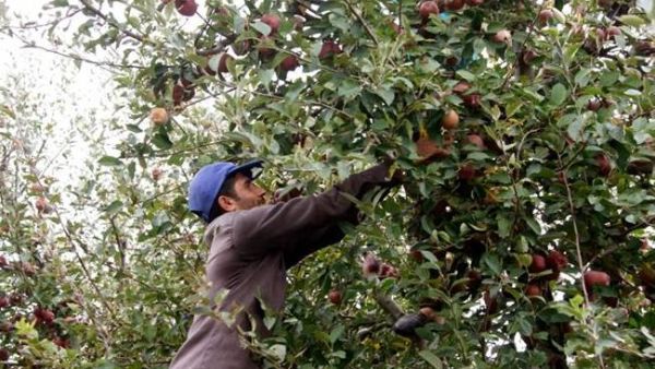 The new deal with Egypt, if approved, would boost annual apple exports to 50,000 tons. (The Daily Star/Mohammad Azakir)