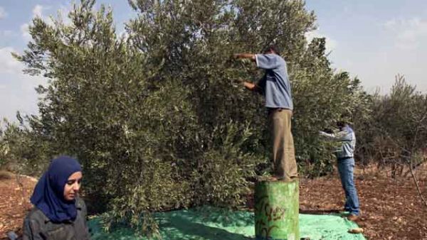 Due to the lower production this year, stakeholders expect a rise in olive oil prices, speculating that the 16-litre olive oil container will sell for JD80-90. (Irbidplan)