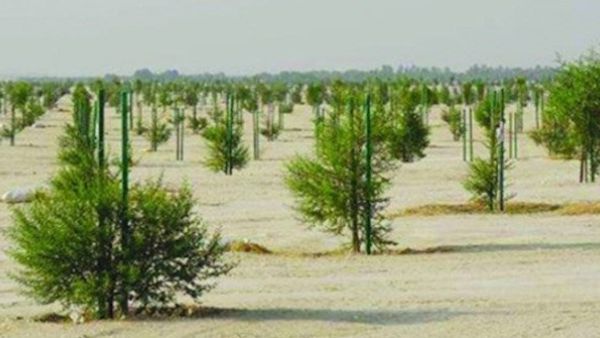All the trees are native or near native hardwood and all of them are resistant to the climatic conditions of the country. (Supplied photo)