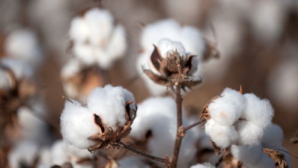 Technological advances and consumer preferences over the years has drastically reduced demand for luxury Egyptian cotton. (Shutterstock)