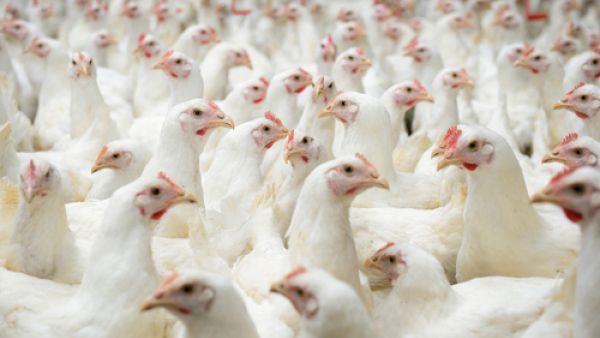 There are 2,689 poultry farms in Jordan. (Shutterstock)