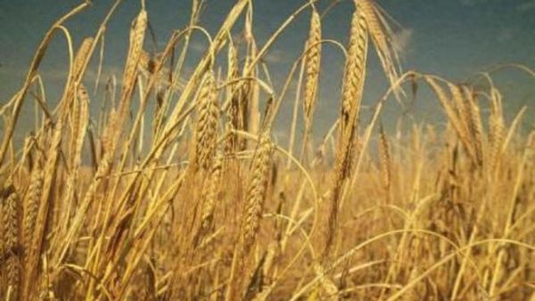 Barley 