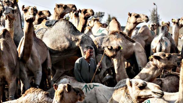 A man stands among camels during an auction at Birqash Camel Market just outside of Cairo. (AFP/File)