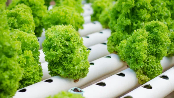 Cora salad grown by hydroponics for illustrative purposes. (Shutterstock)