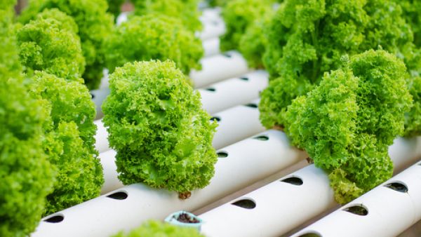 Cora salad grown by hydroponics for illustrative purposes. (Shutterstock)