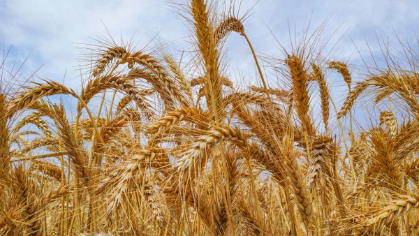 The US previously implemented wheat grants in Jordan worth a total of $36 million. 