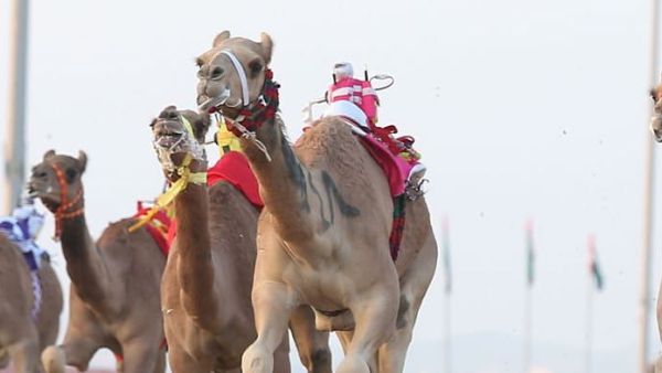 Camel racing is a popular sport with a particularly deep-rooted history in the United Arab Emirates