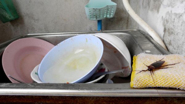 تساعد الأمونيا على طرد الصراصير بفعل الرائحة النفّاذة لها تساعد الأمونيا على طرد الصراصير بفعل الرائحة النفّاذة لها