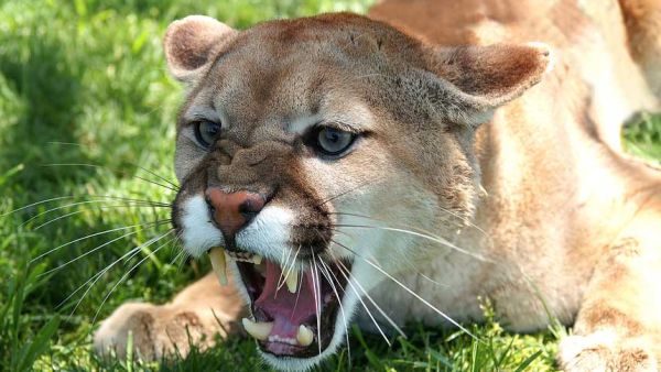 Villagers and security forces succeeded in tracking down the tiger and killing it. (File photo)