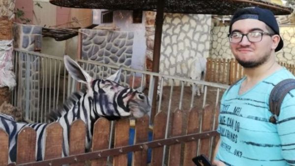 Donkey was painted to look like a Zebra (Twitter)