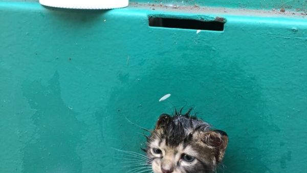 Kitten head stuck in a generator (Twitter)