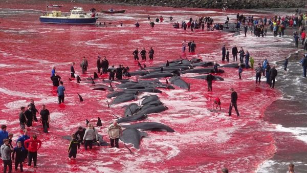 Whale hunting in the Faeroe Islands (Twitter)