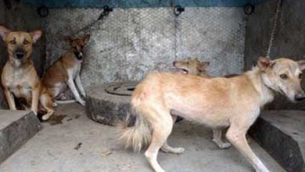 The boy was reportedly picnicking at the Faisal Corniche when the wild dog appeared. (AFP/File Photo)	