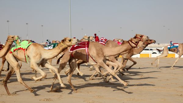 The Al Marmoum Heritage Festival is the region's largest camel festival. (Shutterstock)