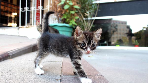 A new film is dedicated to the hundreds of thousands of cats that call Istanbul home. (Shutterstock)