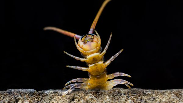 The stowaway centipede was hidden in the pocket of a passenger's jacket. (Shutterstock)