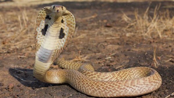 Not the ideal passenger to have next to you on a flight. (File photo)