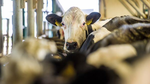 Even farm animals aren't immune to the diplomatic crisis between Turkey and the EU. (Shutterstock)
