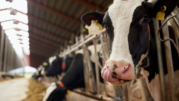 A West Bank family realized cow dung could be put to good use to help make up for power shortages in the Palestinian territories. (Shutterstock)