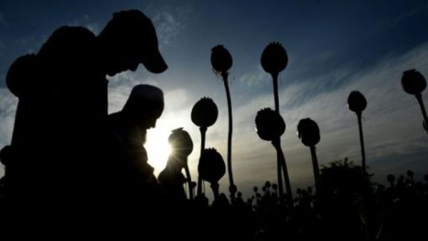مزارعون يحصدون الخشخاش في أفغانستان

