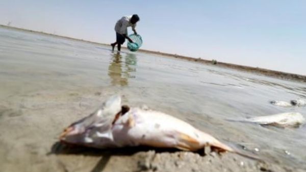 الاسماك تنفق بسبب التلوث في البصرة

