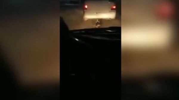 اعتقال سائق سحل كلبا بعد ربطه بسيارته في الاردن