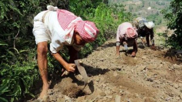 رجال يعملون في حقل في جبل ضلملم في منطقة الجعفرية في محافظة ريمة بغرب اليمن
