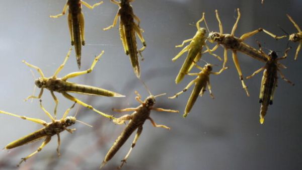 Egyptians are seeing locusts hovering over their future and they are worried.