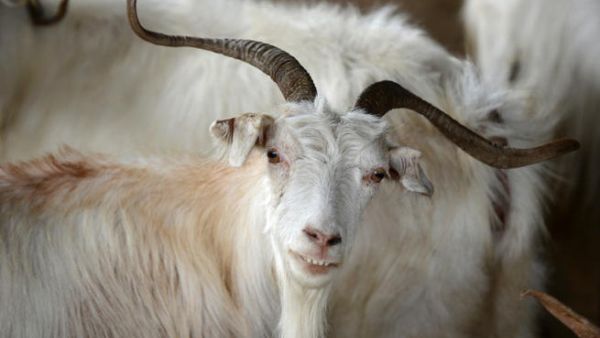 A presumably very fancy goat was sold for a eye-watering $3.5 million to a man from Saudi Arabia. (Getty)