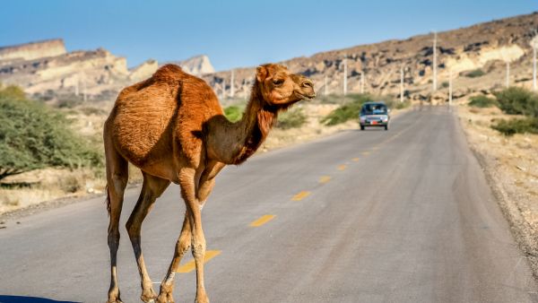 (Shutterstock/ File Photo)