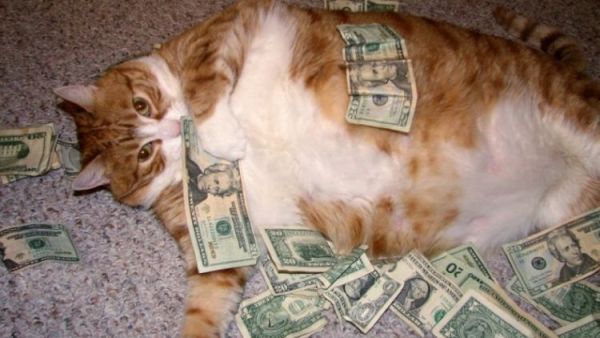 Fat Cats