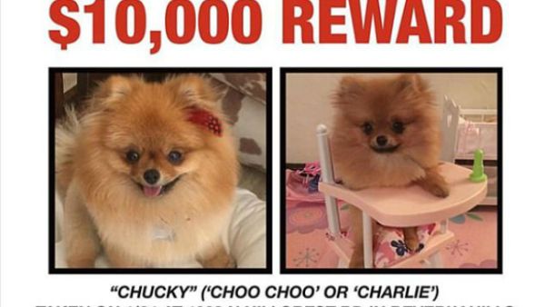 The hotel heiress, 36, took to social media to ask her 8.1million Instagram followers for help searching for her pal's Pomeranian Chucky on Monday. (Source: @parishilton - Instagram)