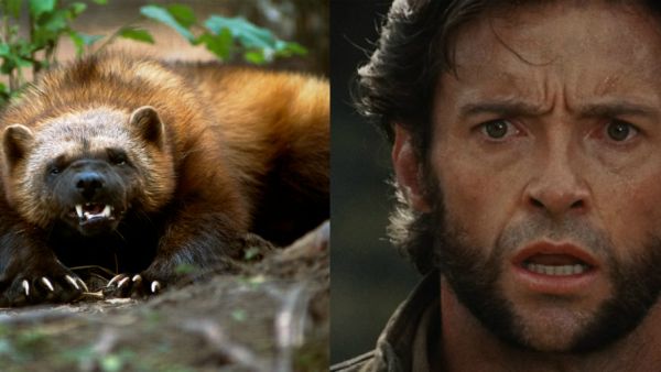 Wolverine faces reality.