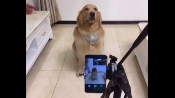 A video has gone viral on Reddit showing a doggo sitting for a photoshoot and then smiling as the photo is taken. (Screenshot from video/imgur)