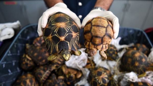 Customs officers at Kuala Lumpur International Airport in Malaysia seized 330 endangered tortoises in suitcases that had been packed in cardboard boxes and falsely labeled as "stones". (AFP) Customs officers at Kuala Lumpur International Airport in Malaysia seized 330 endangered tortoises in suitcases that had been packed in cardboard boxes and falsely labeled as "stones". (AFP)