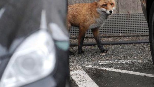  Social media users shocked after a picture of a driver dragging a fox was posted (AFP/File Photo)