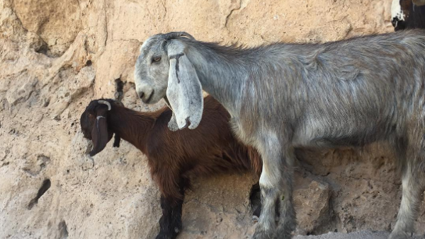 Goats. (Al Bawaba)