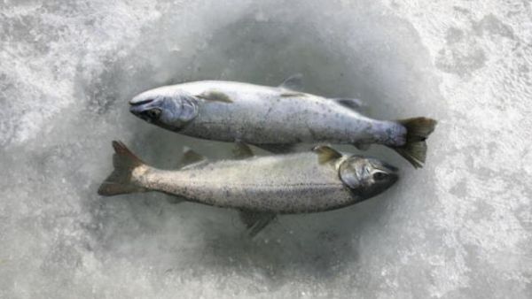 استهلاك الاسماك الغنية بالاحماض الدهنية يعتبر منذ زمن طويل غذاء سليما استهلاك الاسماك الغنية بالاحماض الدهنية يعتبر منذ زمن طويل غذاء سليما