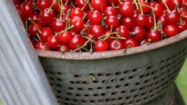 موسم الكرز الطازج 