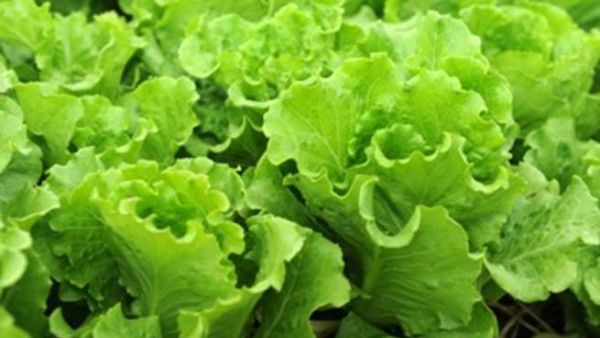 أطباق صحية: سموثي الخضار أطباق صحية: سموثي الخضار