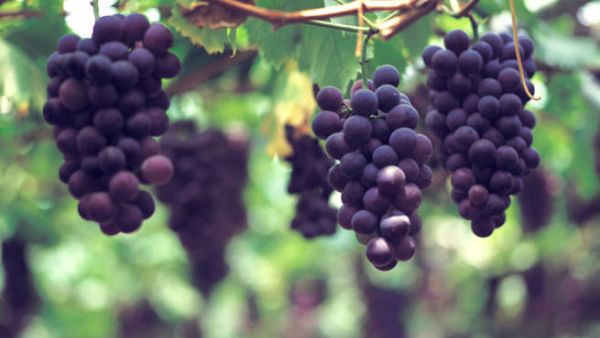 العنب مفيد للاكل وفي منتجات التجميل 