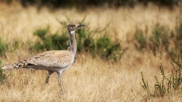 Hunting of the Houbara Boustard by Arab sheikhs has become increasingly controversial due to the already rare bird's declining population. (Shutterstock)