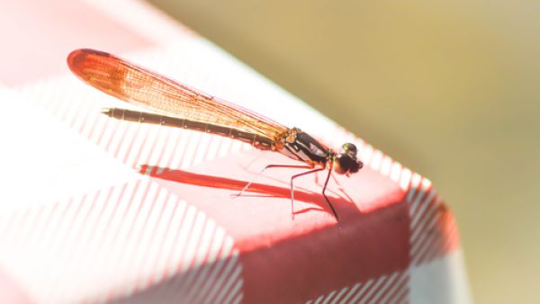 البقّ هو عبارة عن حشرة صغيرة ذات لون بُنيّ وشكل مُسطَّح بيضويّ
 البقّ هو عبارة عن حشرة صغيرة ذات لون بُنيّ وشكل مُسطَّح بيضويّ