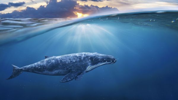 Blue whale (Shutterstock/File Photo)