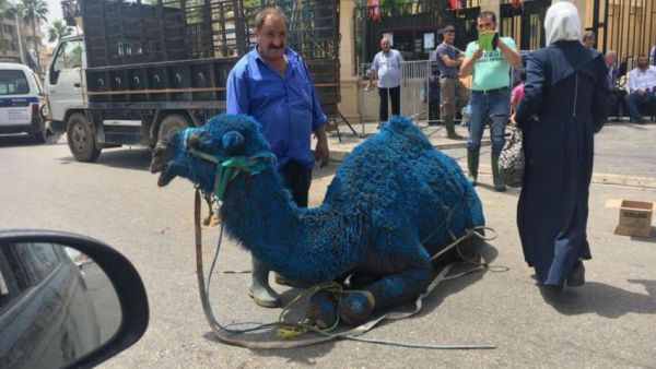 Blue is the official colour of Hariri's Future Movement [Twitter]
