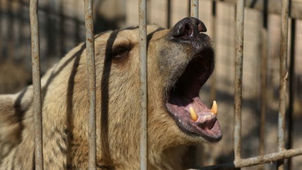 Lula the bear stands in her cage before receiving treatment from members of the international animal welfare charity "Four Paws" at the Muntazah al-Nour zoo in eastern Mosul on February 21, 2017. (AFP/Safin Hamed)
