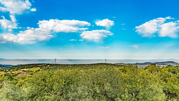 Ajloun forrest in Jordan. (shutterstock) 